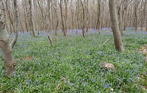 Forêt de La Londe (Alain)